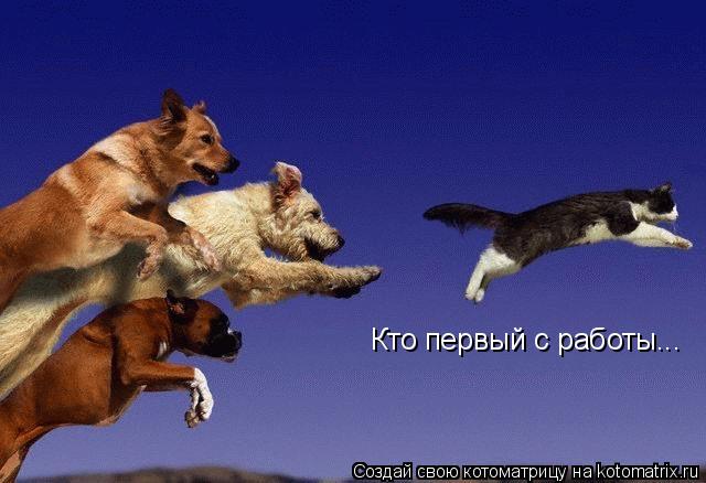 Котоматрица: Пятница!!! Кто первый с работы...