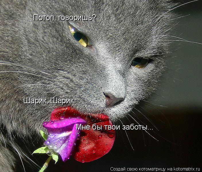 Потоп, говоришь? Шарик, Шарик Мне бы твои заботы...... Котоматрица: Потоп, говоришь? Шарик, Шарик Мне бы твои заботы...