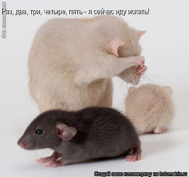 Котоматрица: Раз, два, три, четыре, пять - я сейчас иду искать!