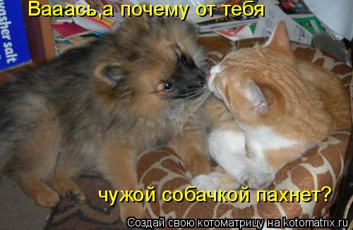 Котоматрица: Вааась,а почему от тебя чужой собачкой пахнет?