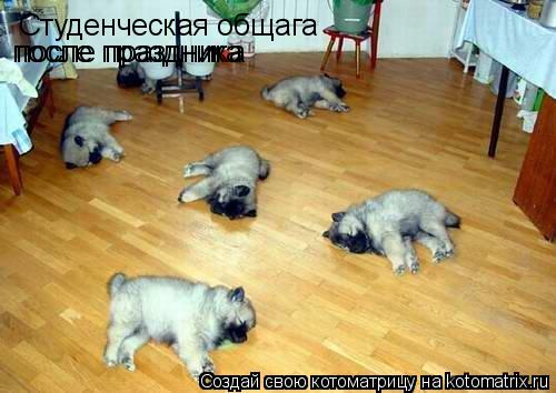 Студенческая общага после праздника после праздника... Котоматрица: Студенческая общага после праздника после праздника