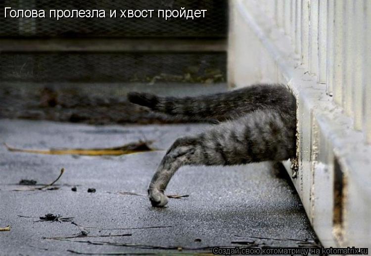 Котоматрица: Голова пролезла и хвост пройдет