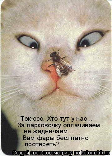 Тэк-ссс. Хто тут у нас... За парковочку оплачиваем не жадничаем... Вам фары беслпатно протереть?... Котоматрица: Тэк-ссс. Хто тут у нас... За парковочку оплачиваем не жадничаем... Вам фары беслпатно протереть?