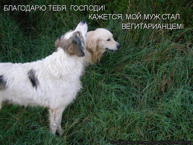 Котоматрица: БЛАГОДАРЮ ТЕБЯ, ГОСПОДИ! КАЖЕТСЯ, МОЙ МУЖ СТАЛ  ВЕГИТАРИАНЦЕМ!