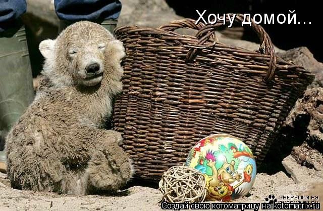 Хочу домой...... Котоматрица: Хочу домой...