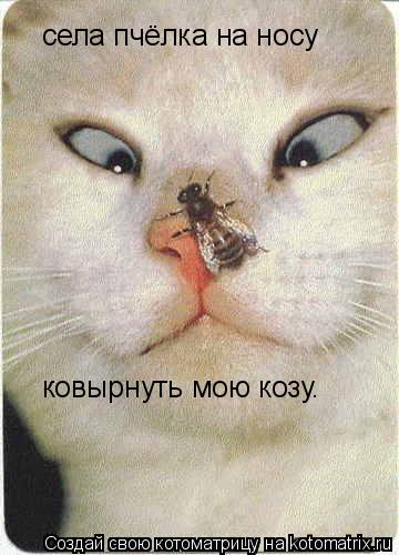 Котоматрица: села пчёлка на носу ковырнуть мою козу.