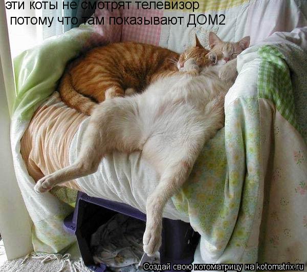 Котоматрица: эти коты не смотрят телевизор потому что там показывают ДОМ2