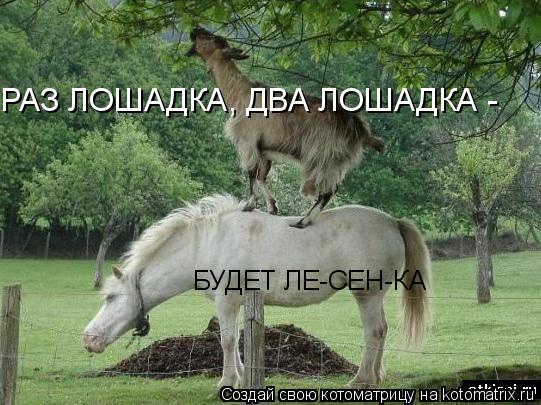 РАЗ ЛОШАДКА, ДВА ЛОШАДКА - БУДЕТ ЛЕ-СЕН-КА... Котоматрица: РАЗ ЛОШАДКА, ДВА ЛОШАДКА - БУДЕТ ЛЕ-СЕН-КА