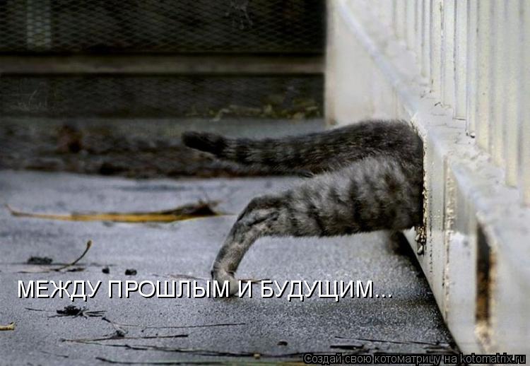 МЕЖДУ ПРОШЛЫМ И БУДУЩИМ...... Котоматрица: МЕЖДУ ПРОШЛЫМ И БУДУЩИМ...