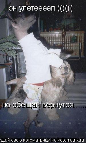 Котоматрица: он улетеееел ((((((  но обещал вернутся...........