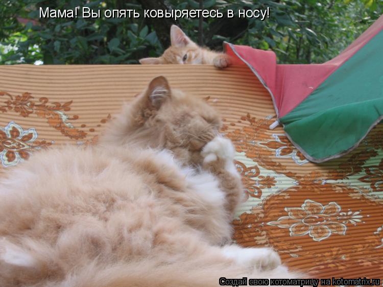 Мама! Вы опять ковыряетесь в носу!... Котоматрица: Мама! Вы опять ковыряетесь в носу!