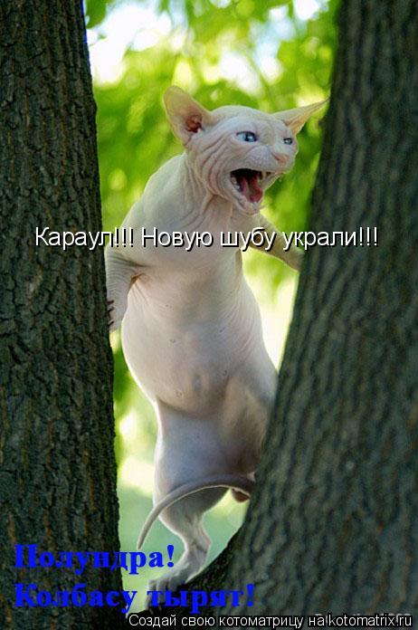 Караул!!! Новую шубу украли!!!... Котоматрица: Караул!!! Новую шубу украли!!!