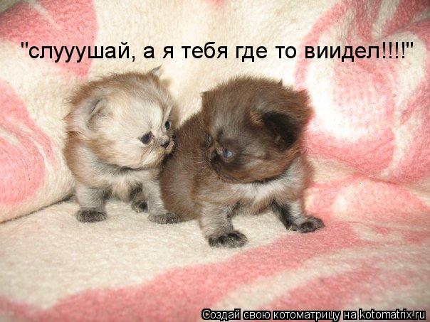 "слууушай, а я тебя где то виидел!!!!"... Котоматрица: "слууушай, а я тебя где то виидел!!!!"