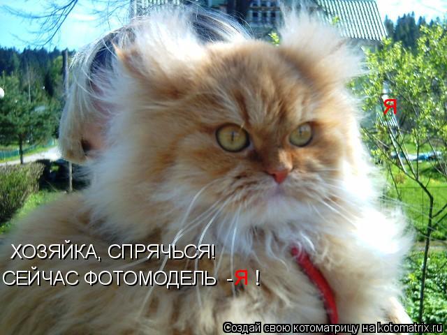 Котоматрица: ХОЗЯЙКА, СПРЯЧЬСЯ! СЕЙЧАС ФОТОМОДЕЛЬ  -   Я Я !
