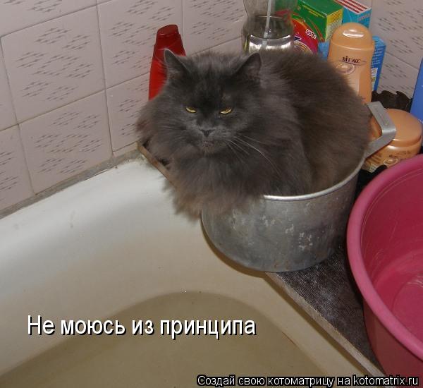 Не моюсь из принципа... Котоматрица: Не моюсь из принципа