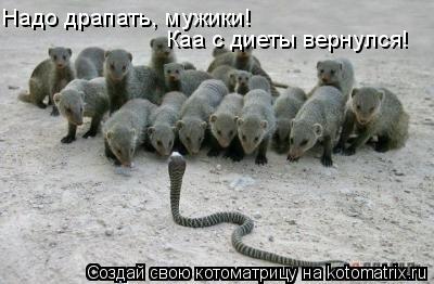 Надо драпать, мужики! Каа с диеты вернулся!... Котоматрица: Надо драпать, мужики! Каа с диеты вернулся!