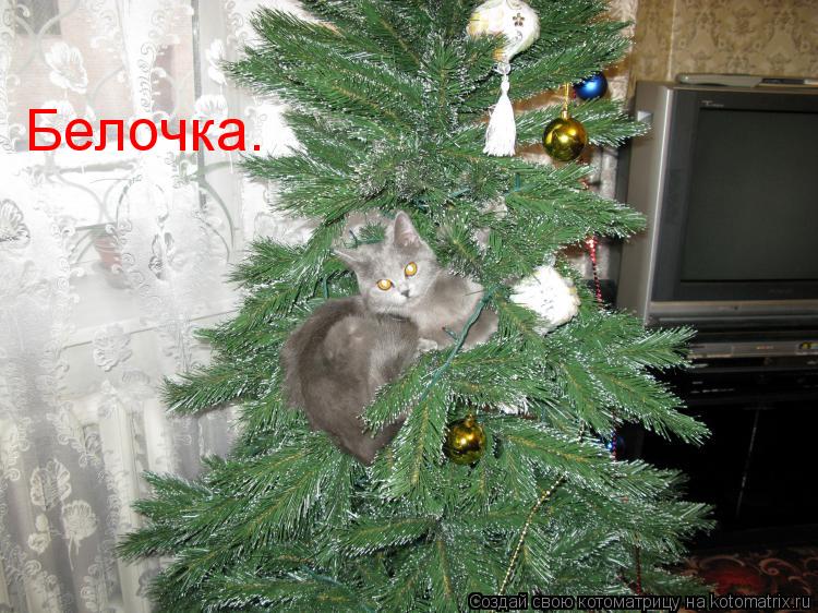 Белочка.... Котоматрица: Белочка.