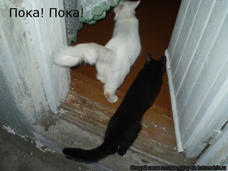 Пока! Пока!... Котоматрица: Пока! Пока!