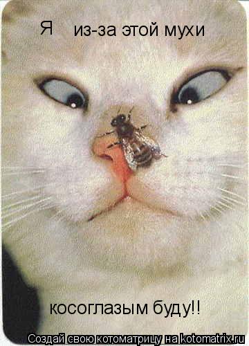 блин!я скоро из-за этой мухи косоглазым буду!! из-за этой мухи Я... Котоматрица: блин!я скоро из-за этой мухи косоглазым буду!! из-за этой мухи Я