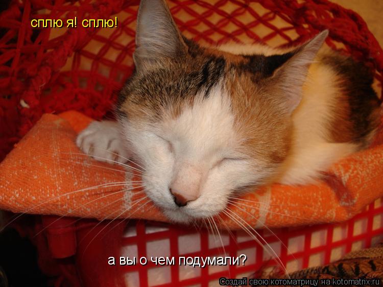 Котоматрица: сплю я! сплю! а вы о чем подумали?