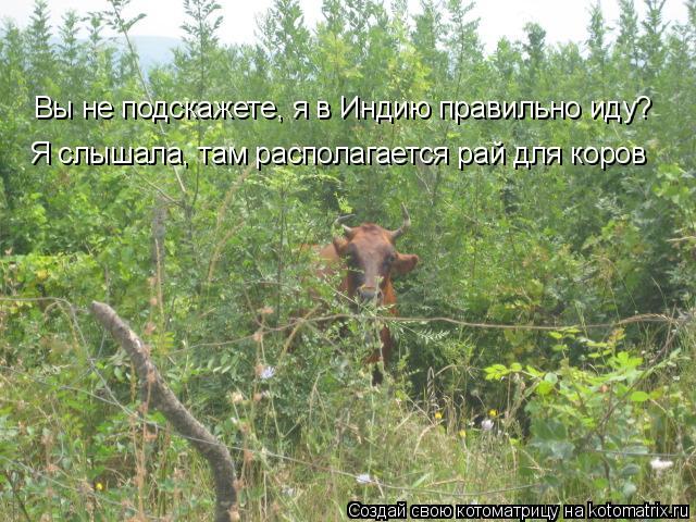 Котоматрица: Вы не подскажете, я в Индию правильно иду? Я слышала, там располагается рай для коров