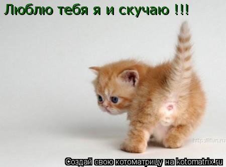 Котоматрица: Люблю тебя я и скучаю !!!