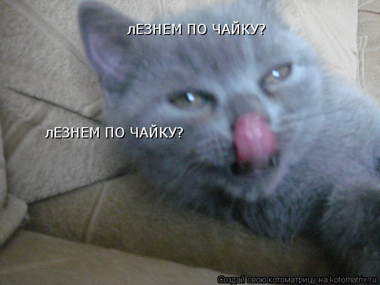 лЕЗНЕМ ПО ЧАЙКУ? лЕЗНЕМ ПО ЧАЙКУ? оБАЖАЮ ЧАЕК!... Котоматрица: лЕЗНЕМ ПО ЧАЙКУ? лЕЗНЕМ ПО ЧАЙКУ? оБАЖАЮ ЧАЕК!