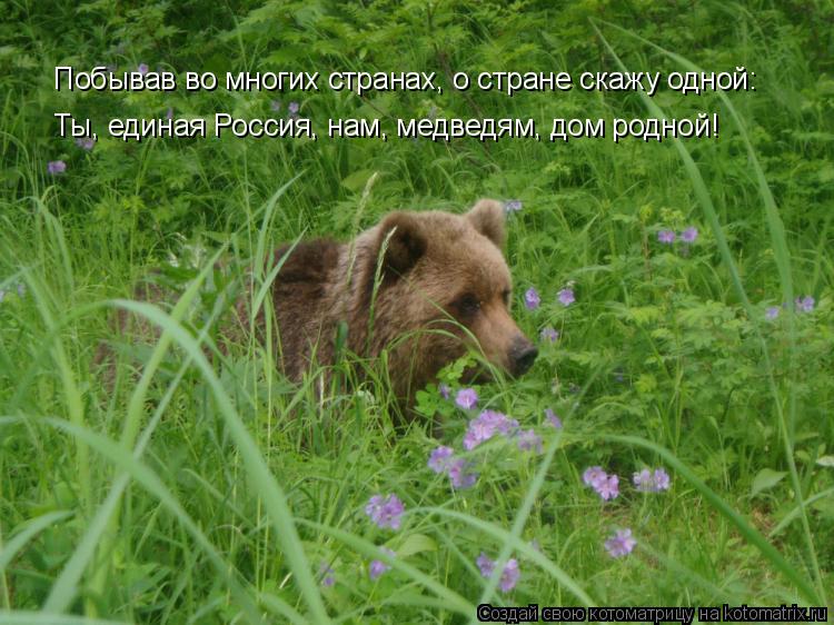 Котоматрица: Побывав во многих странах, о стране скажу одной: Ты, единая Россия, нам, медведям, дом родной!