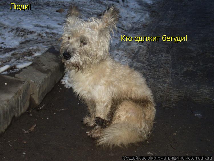 Люди! Кто одлжит бегуди!... Котоматрица: Люди! Кто одлжит бегуди!