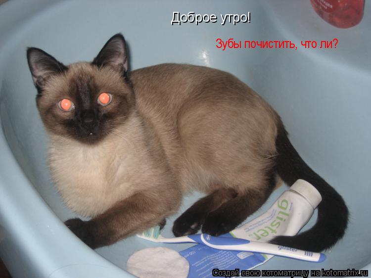 Доброе утро! Зубы почистить, что ли?... Котоматрица: Доброе утро! Зубы почистить, что ли?
