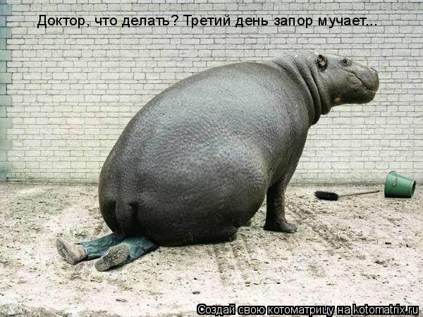 Котоматрица: Доктор, что делать? Третий день запор мучает...