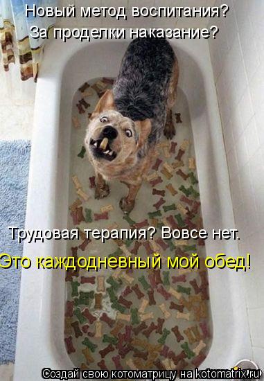 Котоматрица: Новый метод воспитания?  За проделки наказание? Трудовая терапия? Вовсе нет.  Это каждодневный мой обед!