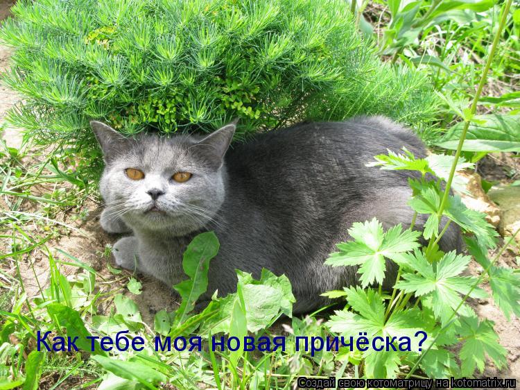 Как тебе моя новая причёска?... Котоматрица: Как тебе моя новая причёска?