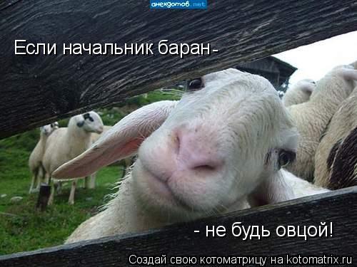 Котоматрица: Если начальник баран -  - не будь овцой!