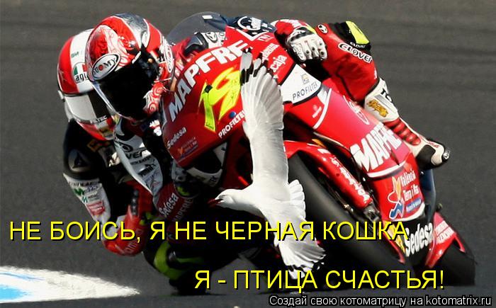 НЕ БОИСЬ, Я НЕ ЧЕРНАЯ КОШКА Я - ПТИЦА СЧАСТЬЯ!... Котоматрица: НЕ БОИСЬ, Я НЕ ЧЕРНАЯ КОШКА Я - ПТИЦА СЧАСТЬЯ!