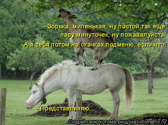 Котоматрица: - Зорька, миленькая, ну постой так еще пару минуточек, ну пожааалуйста! А я тебя потом на скачках подменю, если что! - Представляяяю...