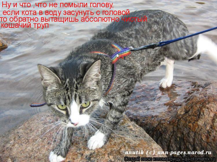 Котоматрица: Ну и что ,что не помыли голову, если кота в воду засунуть с головой то обратно вытащишь абсолютно чистый кошачий труп