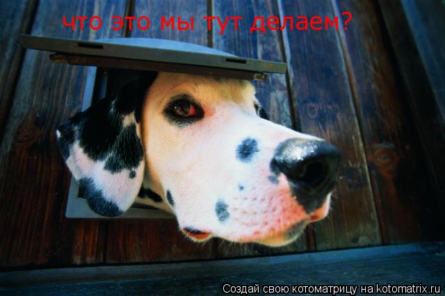 Котоматрица: что это мы тут делаем?