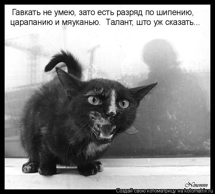 Гавкать не умею, зато есть разряд по шипению, царапанию и мяуканью. Талант, што уж сказать...... Котоматрица: Гавкать не умею, зато есть разряд по шипению, царапанию и мяуканью. Талант, што уж сказать...
