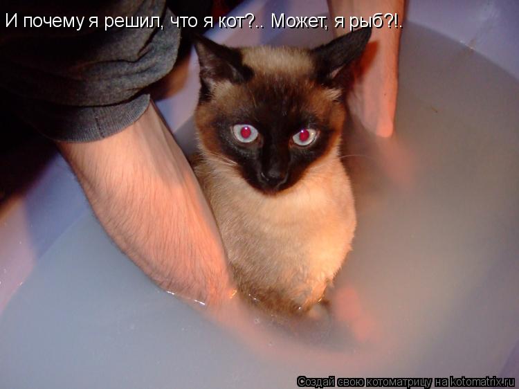 Котоматрица: И почему я решил, что я кот?.. Может, я рыб?!.