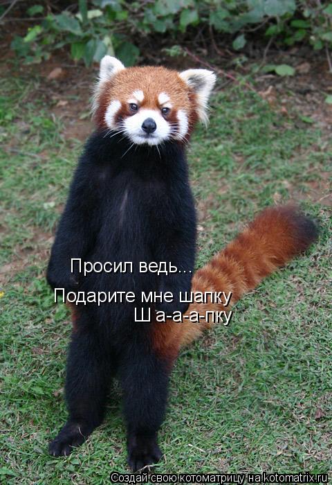 Просил ведь... Подарите мне шапку Ш а-а-а-пку... Котоматрица: Просил ведь... Подарите мне шапку Ш а-а-а-пку