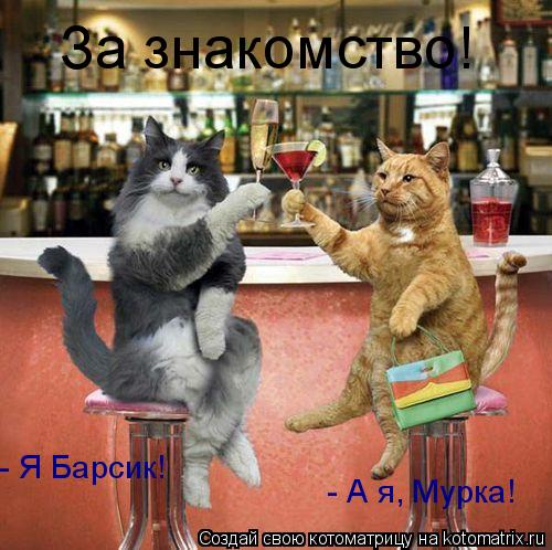 Котоматрица: - Я Барсик! - А я, Мурка! За знакомство!