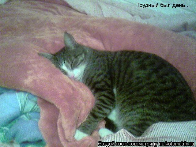 Котоматрица: Трудный был день...