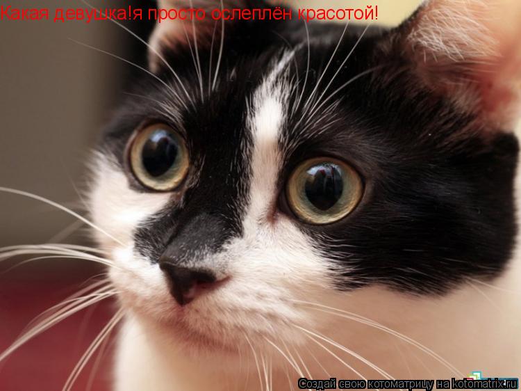 Котоматрица: Какая девушка!я просто ослеплён красотой!