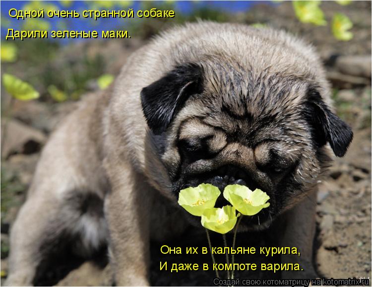 Котоматрица: Одной очень странной собаке Дарили зеленые маки. Она их в кальяне курила, И даже в компоте варила.