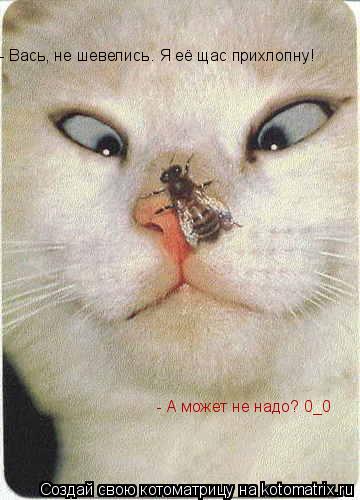- А может не надо? 0_0 - Вась, не шевелись. Я её щас прихлопну!... Котоматрица: - А может не надо? 0_0 - Вась, не шевелись. Я её щас прихлопну!