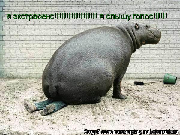 я экстрасенс!!!!!!!!!!!!!!!!!! я слышу голос!!!!!!... Котоматрица: я экстрасенс!!!!!!!!!!!!!!!!!! я слышу голос!!!!!!
