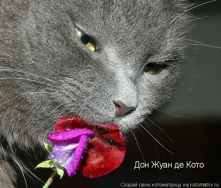Дон Жуан де Кото... Котоматрица: Дон Жуан де Кото