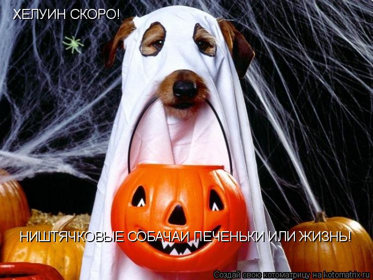 Котоматрица: ХЕЛУИН СКОРО! НИШТЯЧКОВЫЕ СОБАЧАИ ПЕЧЕНЬКИ ИЛИ ЖИЗНЬ!