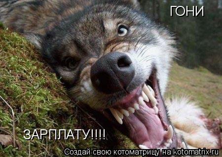Котоматрица: ГОНИ ЗАРПЛАТУ!!!!